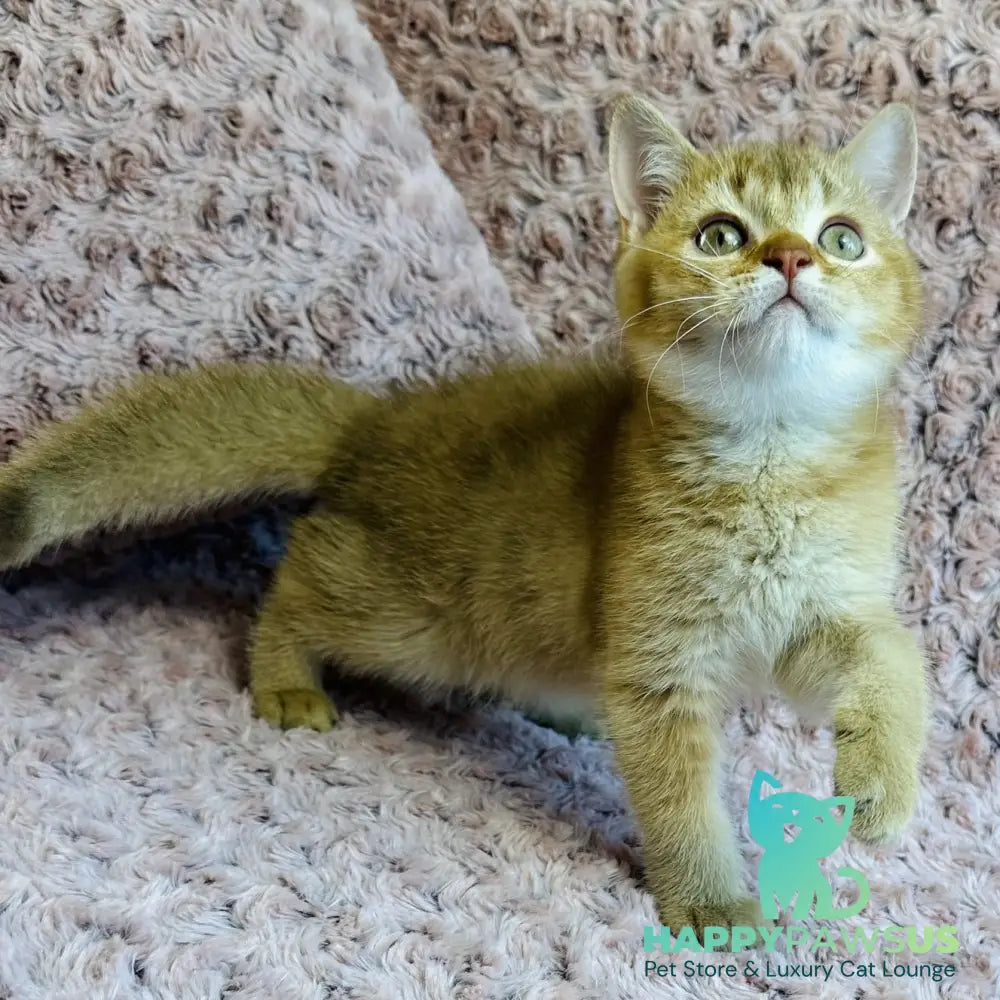 Golden Prince British Shorthair male cinnamon golden shaded - live animals