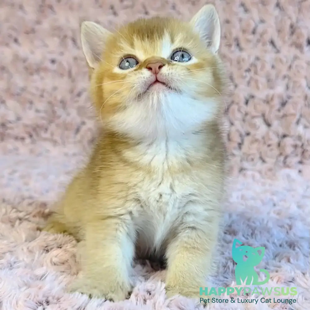 Golden Prince British Shorthair male cinnamon golden shaded - live animals