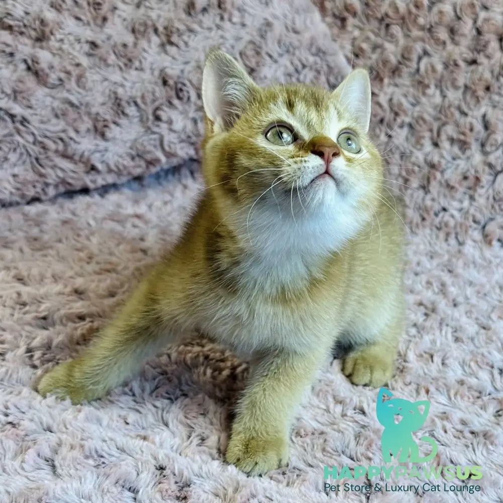 Golden Prince British Shorthair male cinnamon golden shaded - live animals