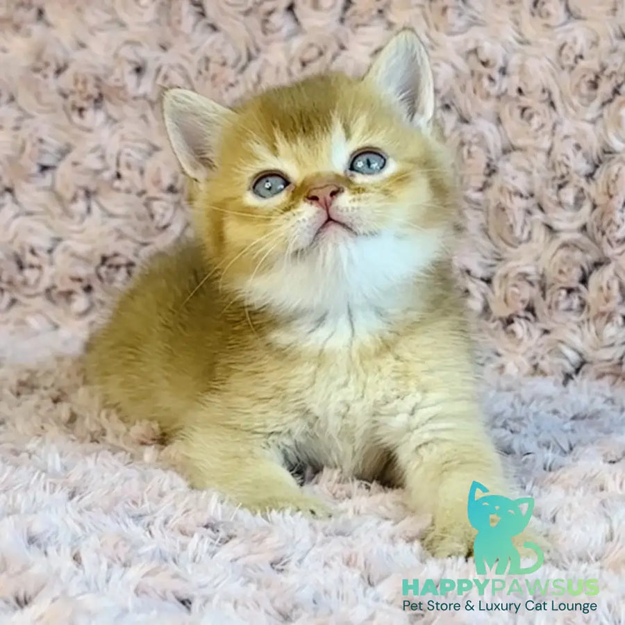 Golden Prince British Shorthair male cinnamon golden shaded - live animals