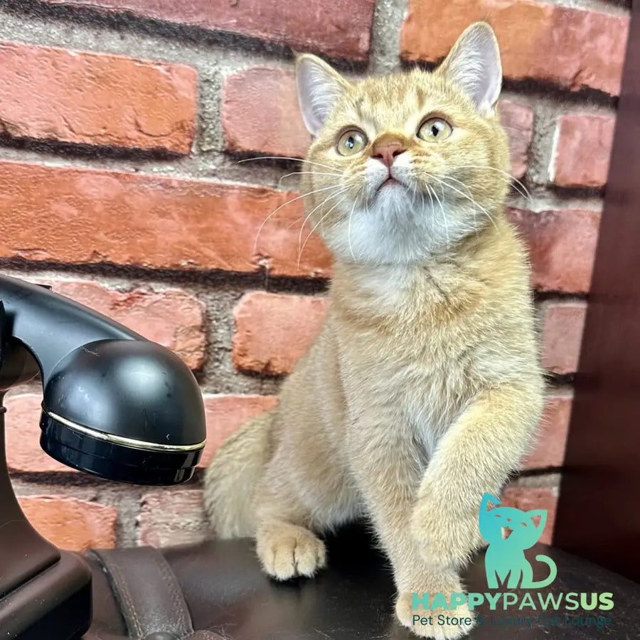 Golden Prince British Shorthair male cinnamon golden shaded - live animals