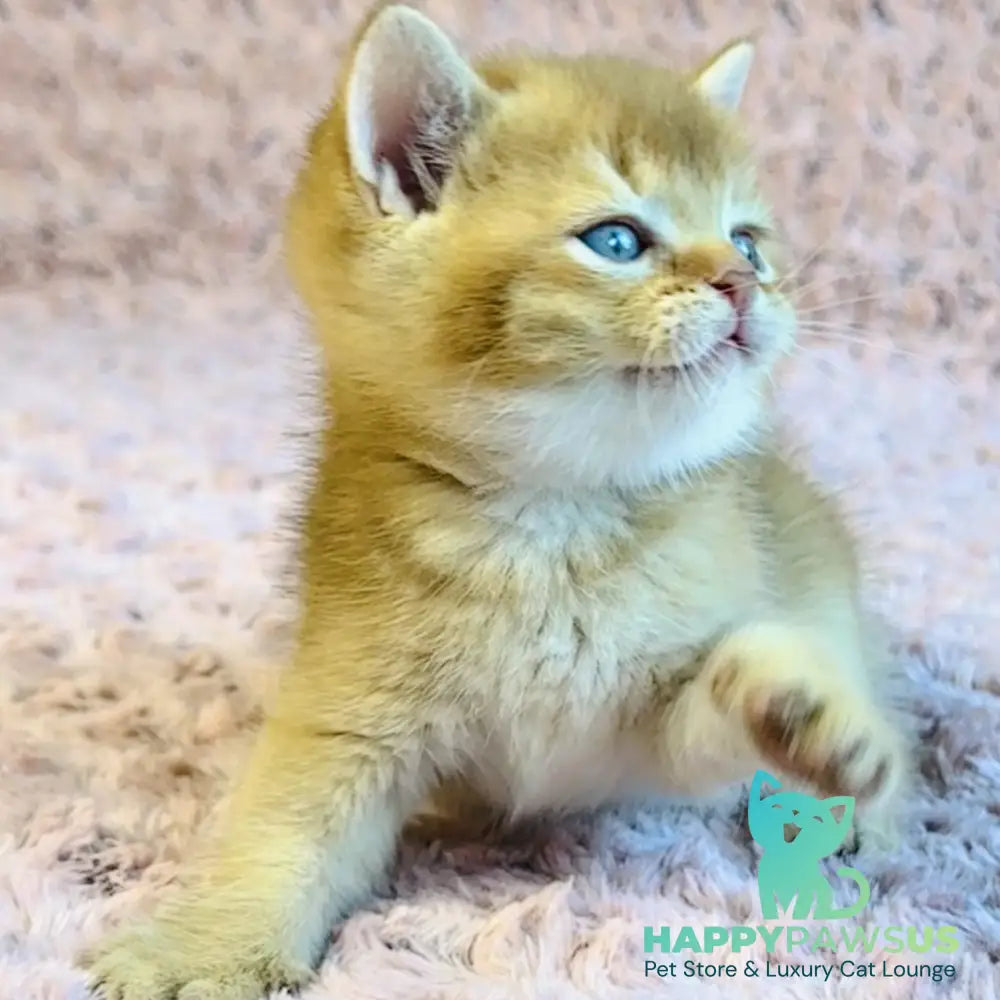 Golden Prince British Shorthair male cinnamon golden shaded - live animals