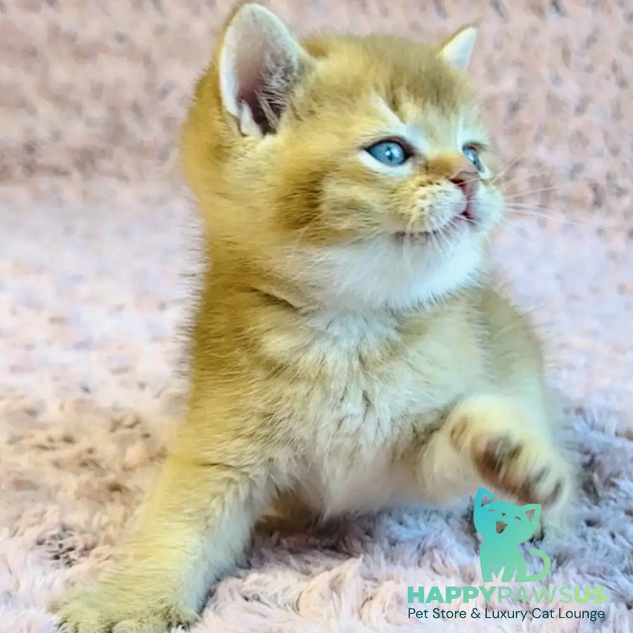 Golden Prince British Shorthair male cinnamon golden shaded - live animals