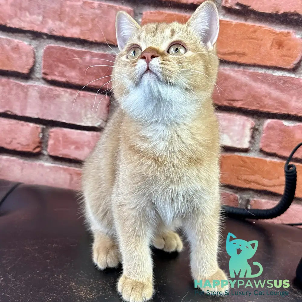 Golden Prince British Shorthair male cinnamon golden shaded - live animals