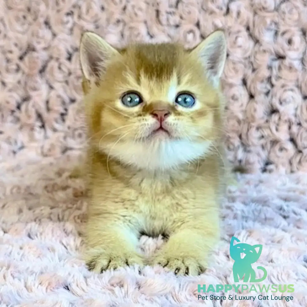 Golden Prince British Shorthair male cinnamon golden shaded - live animals