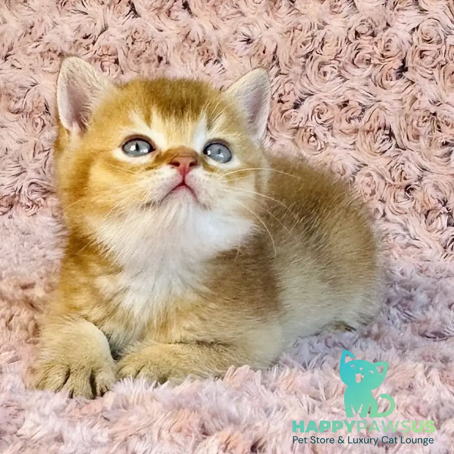 Golden Prince British Shorthair male cinnamon golden shaded - live animals