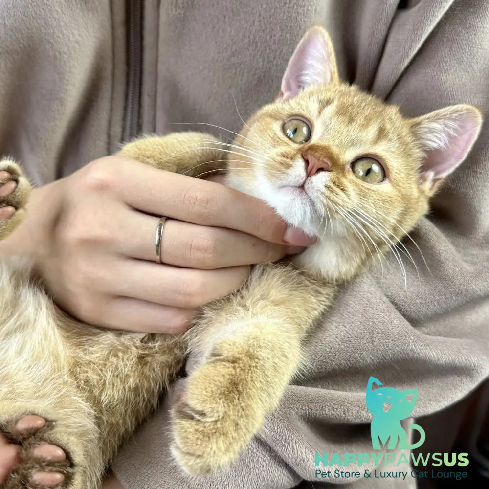 Golden Prince British Shorthair male cinnamon golden shaded - live animals