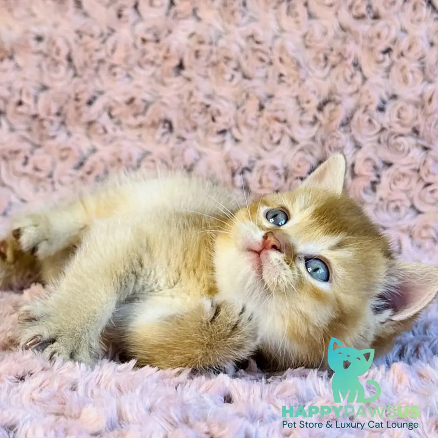 Golden Prince British Shorthair male cinnamon golden shaded - live animals