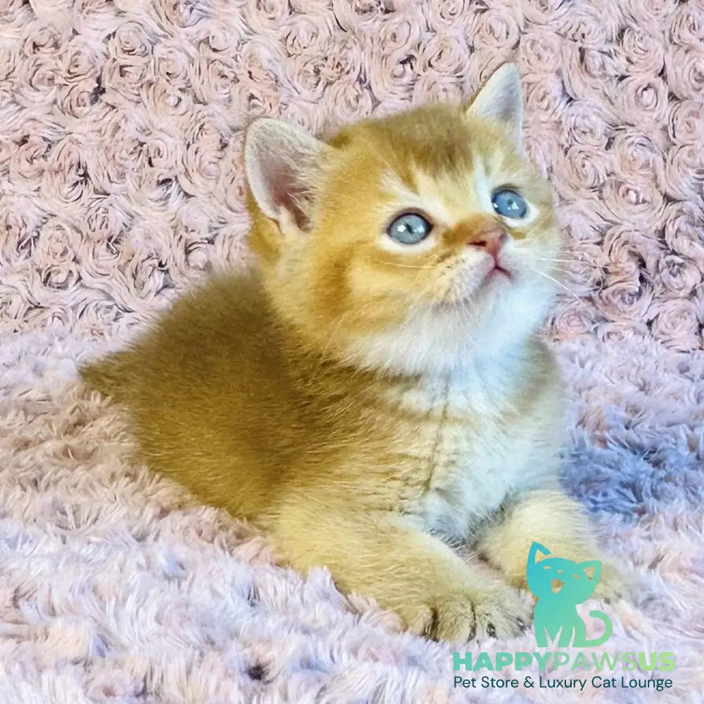 Golden Prince British Shorthair male cinnamon golden shaded - live animals