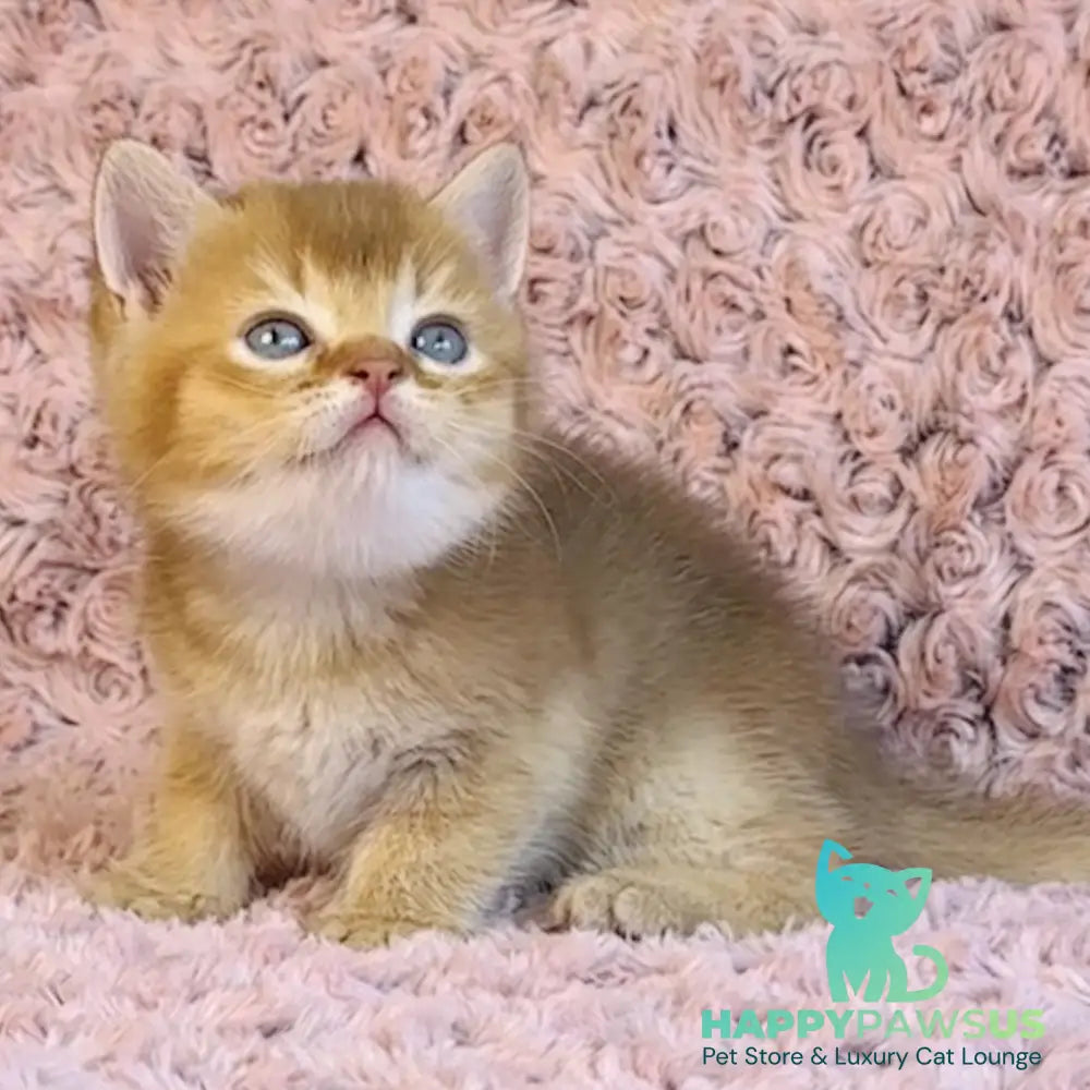 Golden Prince British Shorthair male cinnamon golden shaded - live animals