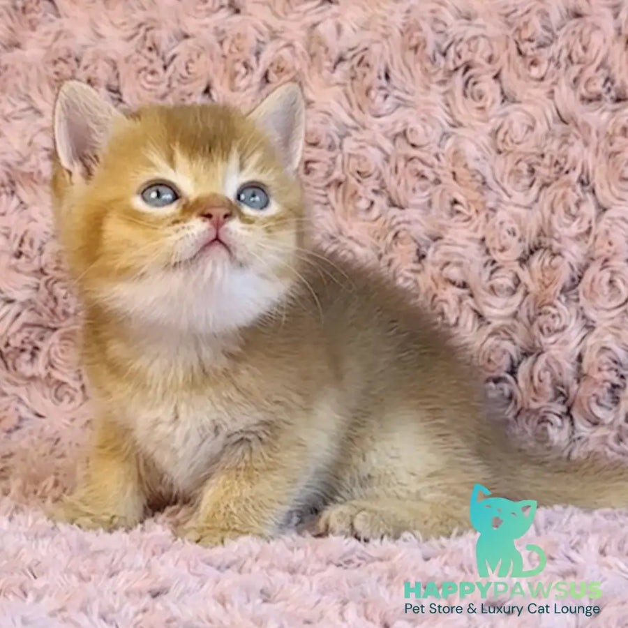Golden Prince British Shorthair male cinnamon golden shaded - live animals