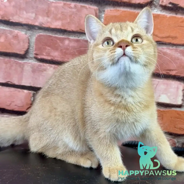 Golden Prince British Shorthair male cinnamon golden shaded - live animals