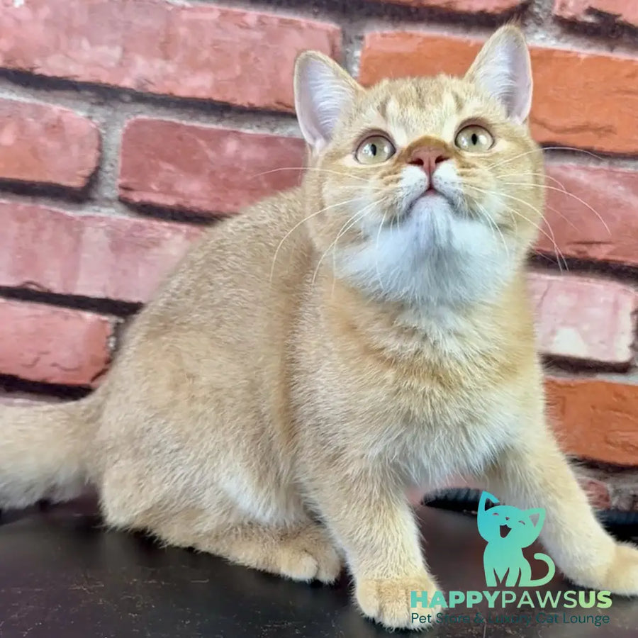 Golden Prince British Shorthair male cinnamon golden shaded - live animals