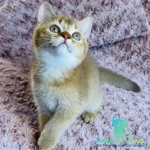 Golden Prince British Shorthair male cinnamon golden shaded - live animals