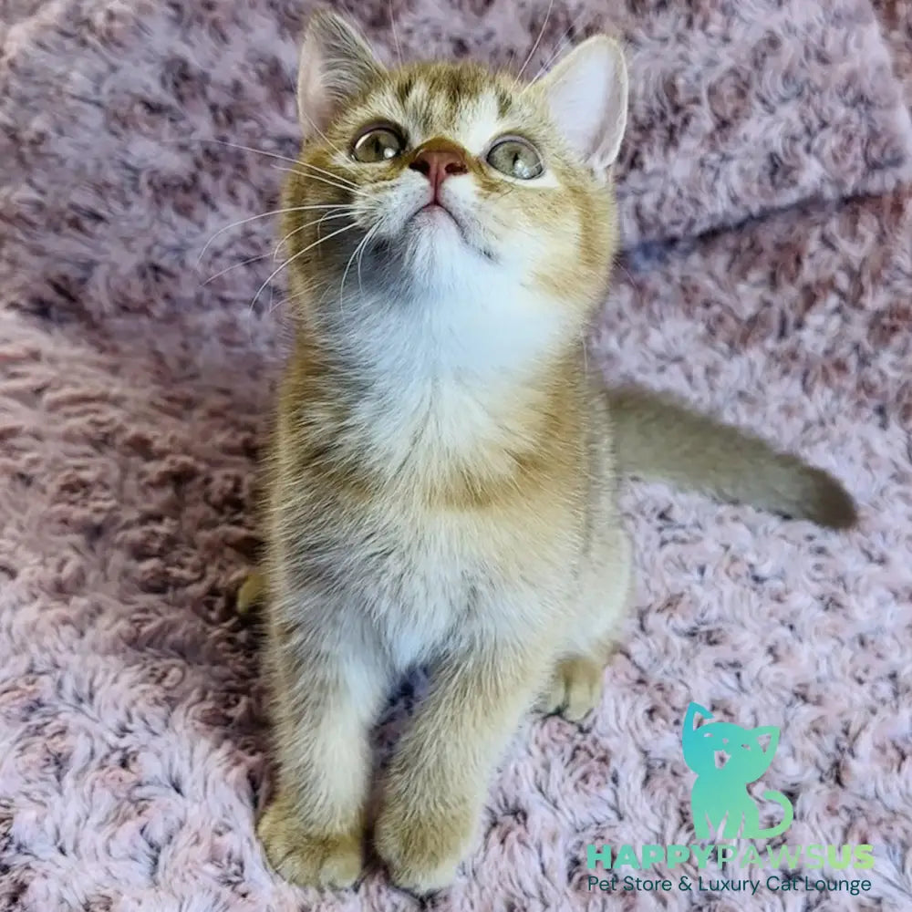 Golden Prince British Shorthair male cinnamon golden shaded - live animals