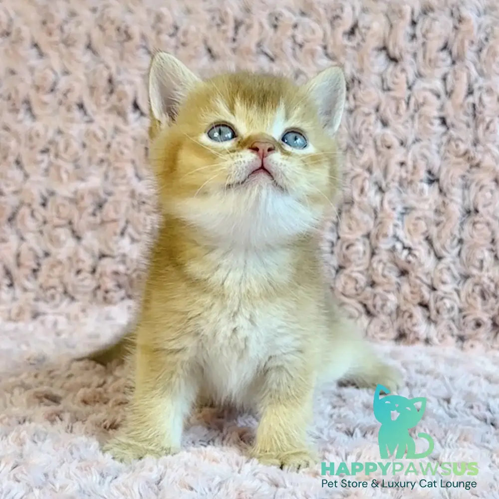 Golden Prince British Shorthair male cinnamon golden shaded - live animals