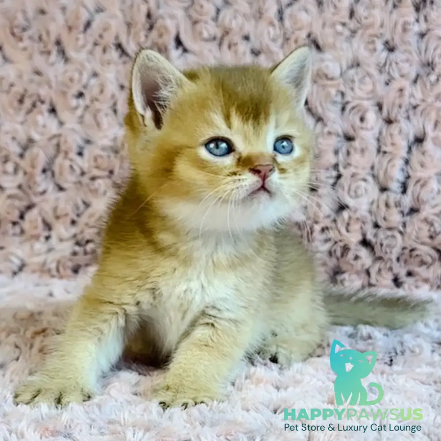 Golden Prince British Shorthair male cinnamon golden shaded - live animals