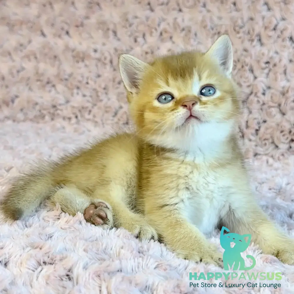 Golden Prince British Shorthair male cinnamon golden shaded - live animals