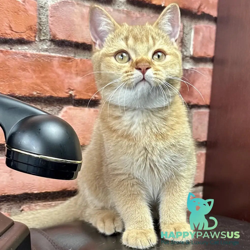 Golden Prince British Shorthair male cinnamon golden shaded - live animals