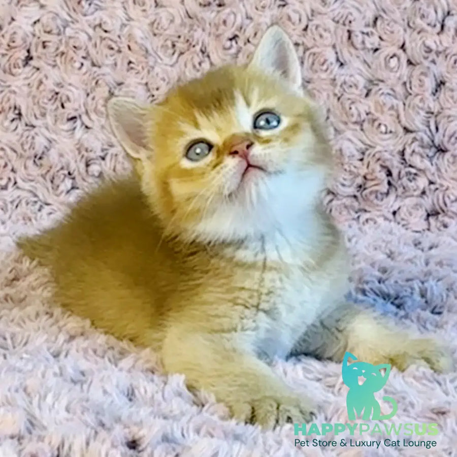 Golden Prince British Shorthair male cinnamon golden shaded - live animals