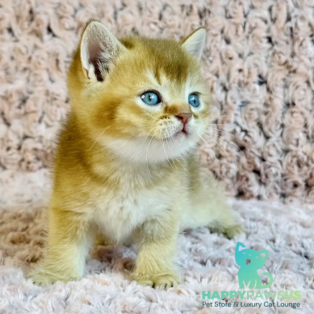Golden Prince British Shorthair male cinnamon golden shaded - live animals