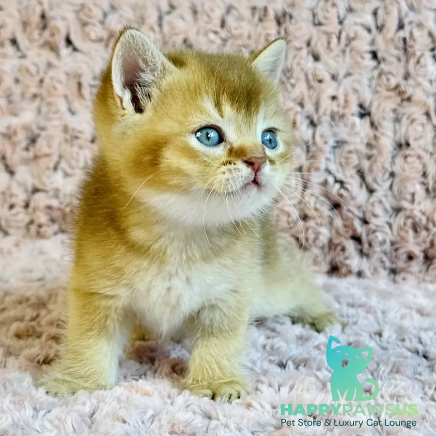 Golden Prince British Shorthair male cinnamon golden shaded - live animals