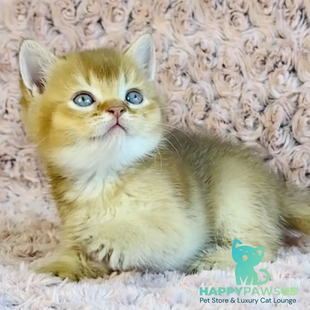 Golden Prince British Shorthair male cinnamon golden shaded - live animals