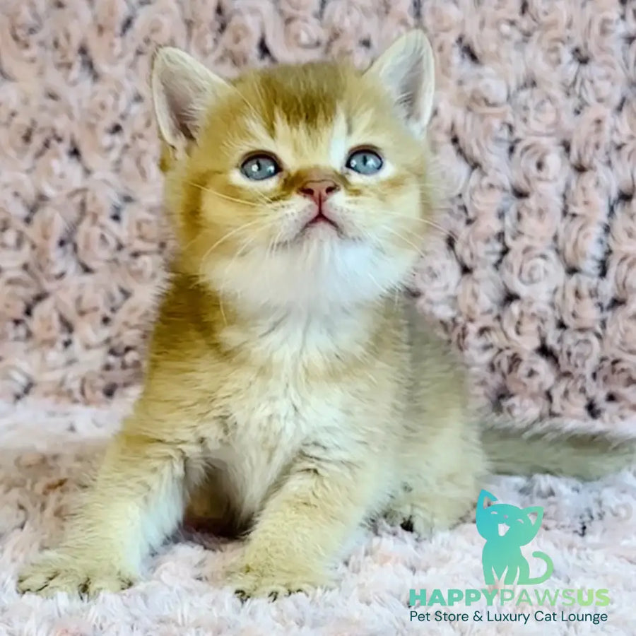 Golden Prince British Shorthair male cinnamon golden shaded - live animals