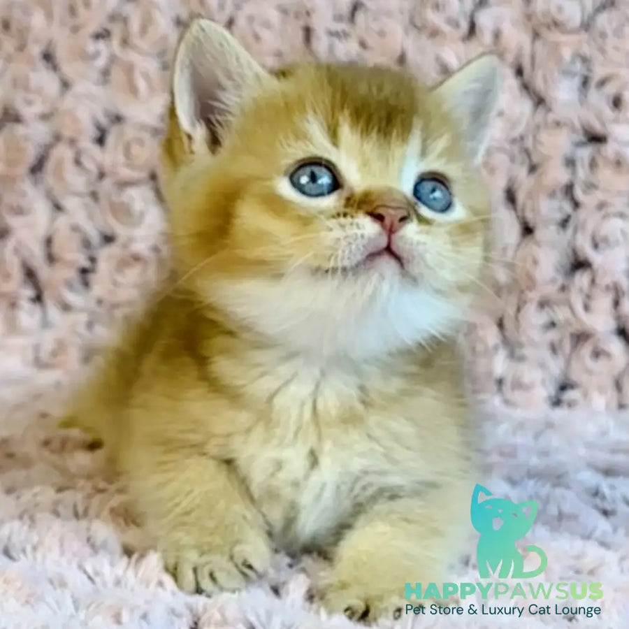 Golden Prince British Shorthair male cinnamon golden shaded - live animals