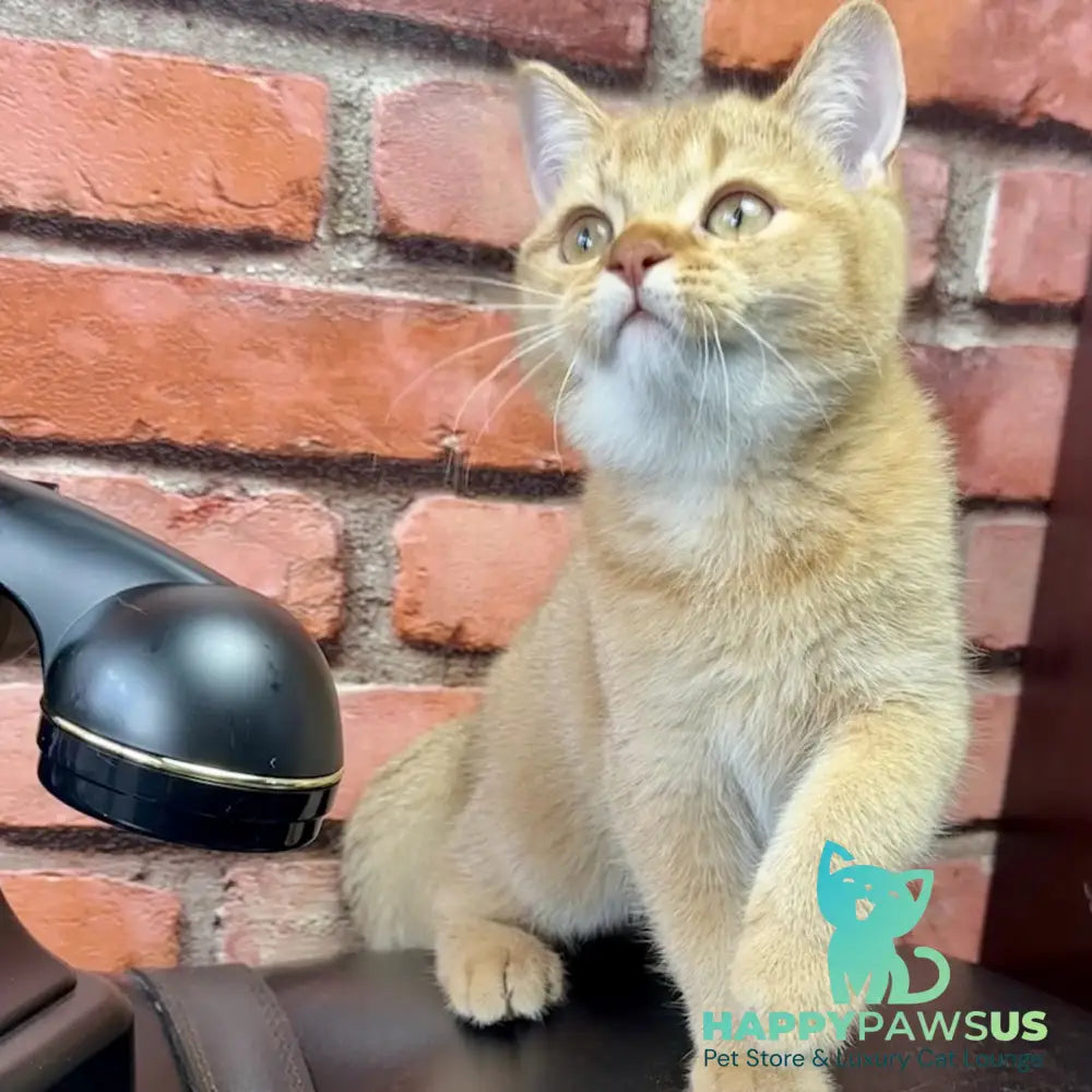 Golden Prince British Shorthair male cinnamon golden shaded - live animals