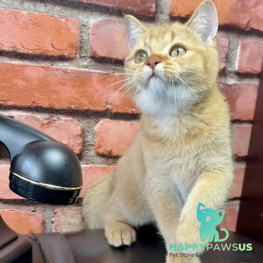 Golden Prince British Shorthair male cinnamon golden shaded - live animals