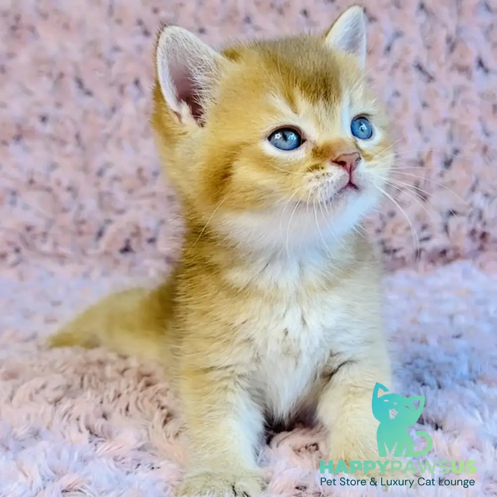 Golden Prince British Shorthair male cinnamon golden shaded - live animals
