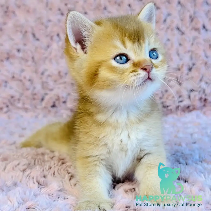 Golden Prince British Shorthair male cinnamon golden shaded - live animals