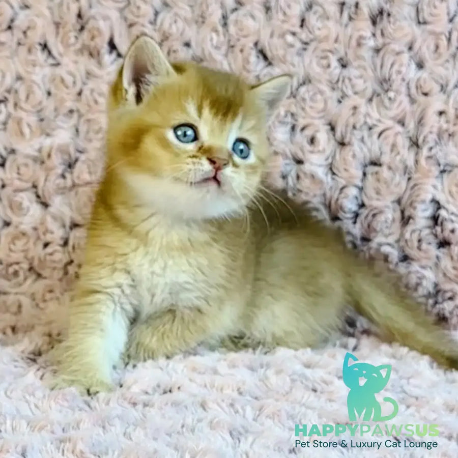 Golden Prince British Shorthair male cinnamon golden shaded - live animals