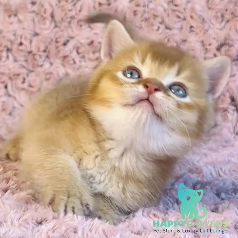 Golden Prince British Shorthair male cinnamon golden shaded - live animals