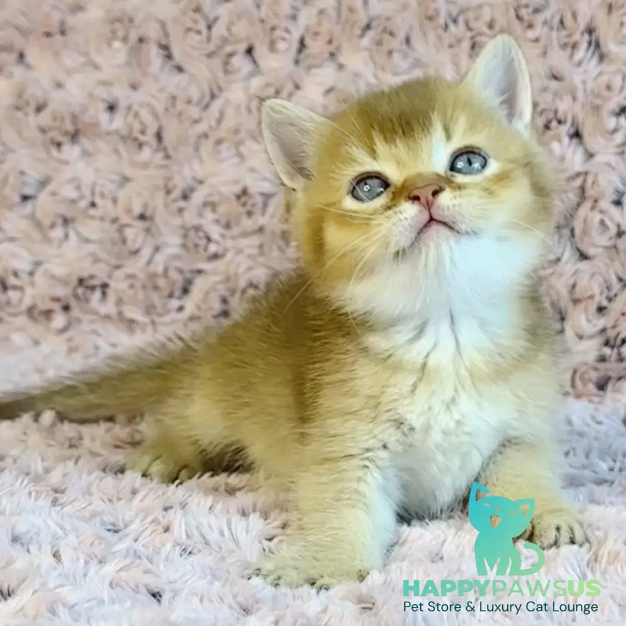 Golden Prince British Shorthair male cinnamon golden shaded - live animals