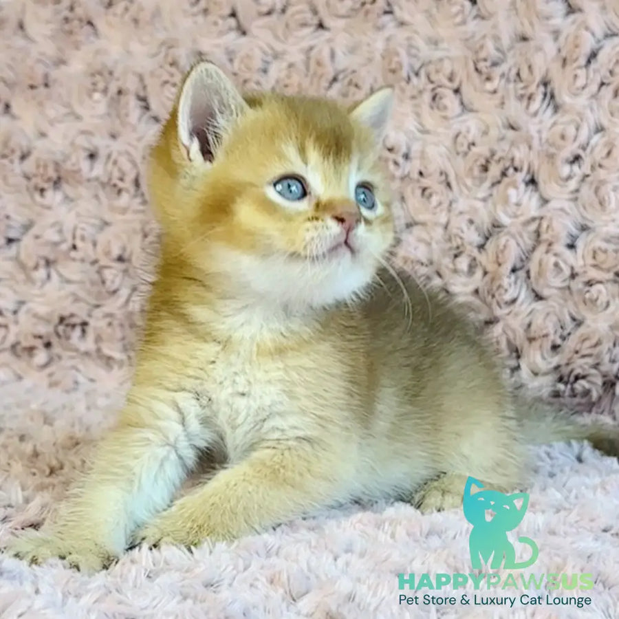 Golden Prince British Shorthair male cinnamon golden shaded - live animals
