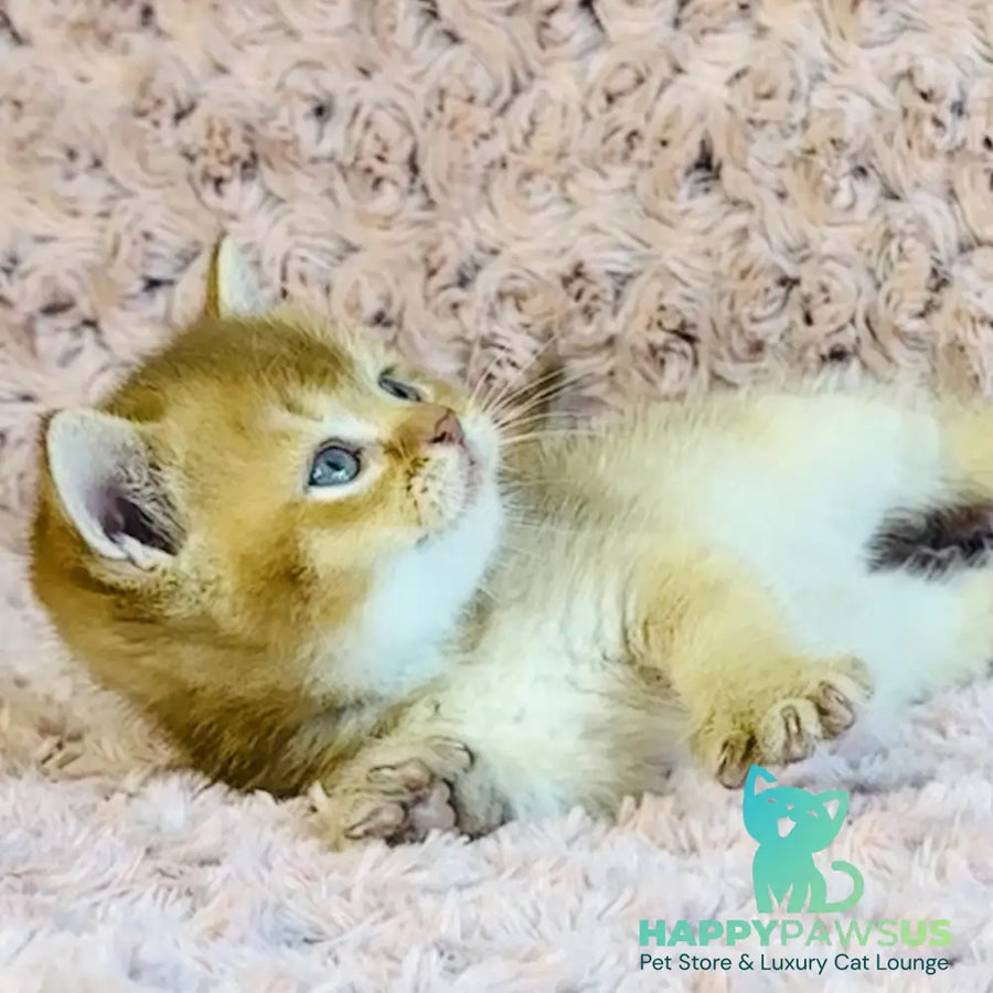 Golden Prince British Shorthair male cinnamon golden shaded - live animals