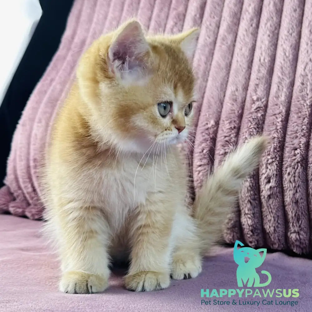 Golden Rose British Shorthair female cinnamon golden shaded - live animals