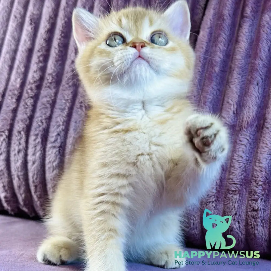 Golden Rose British Shorthair female cinnamon golden shaded - live animals
