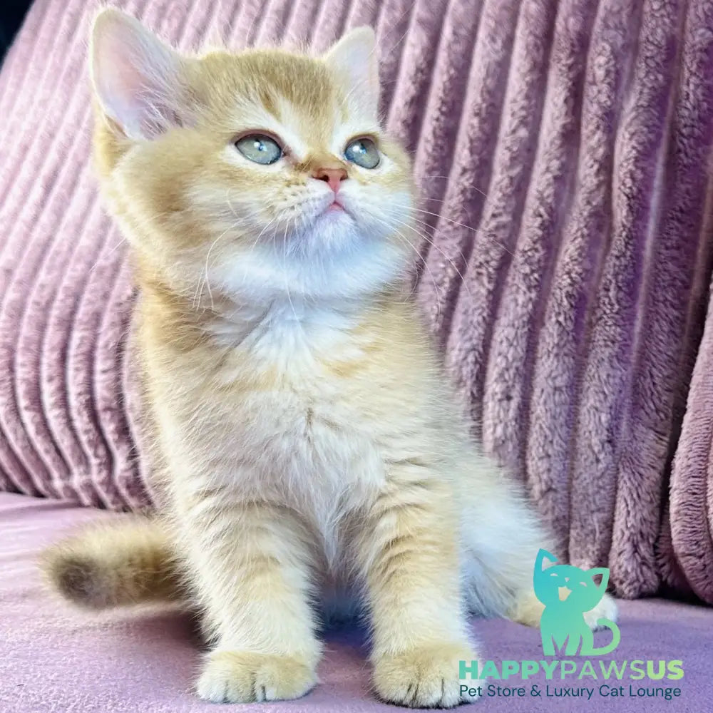 Golden Rose British Shorthair female cinnamon golden shaded - live animals