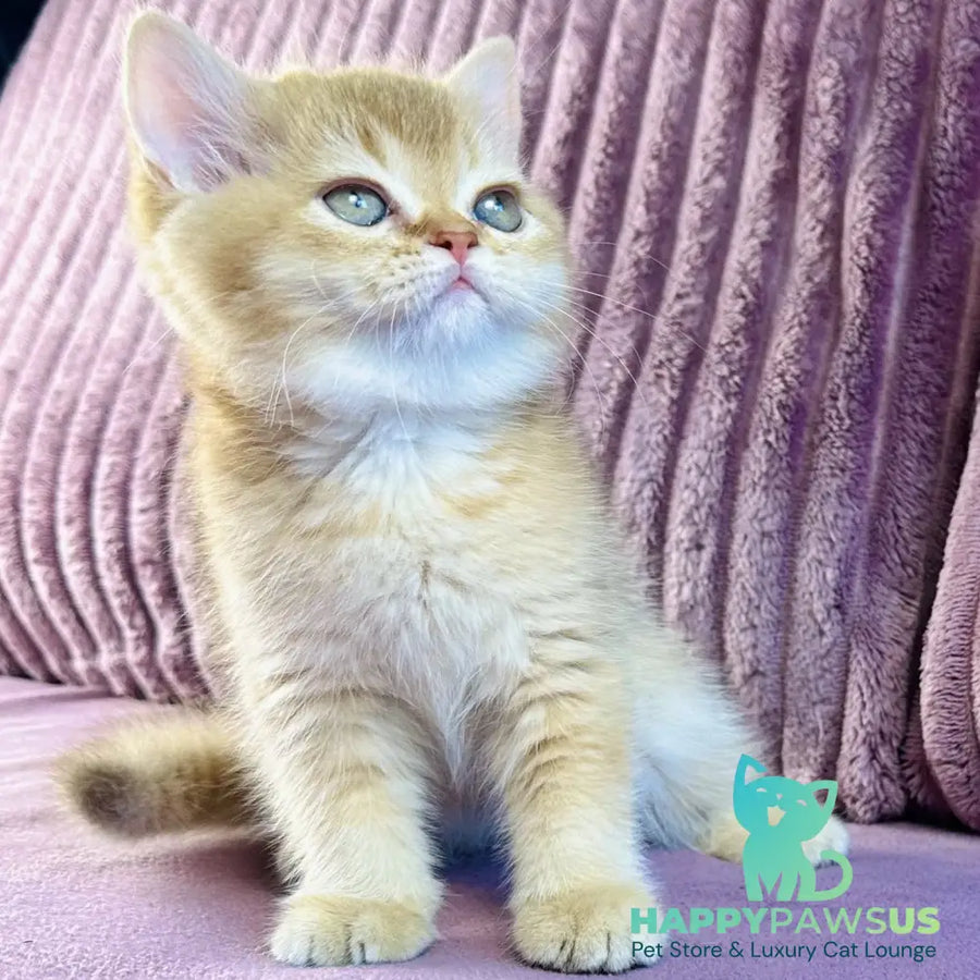 Golden Rose British Shorthair female cinnamon golden shaded - live animals