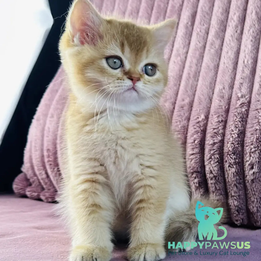 Golden Rose British Shorthair female cinnamon golden shaded - live animals