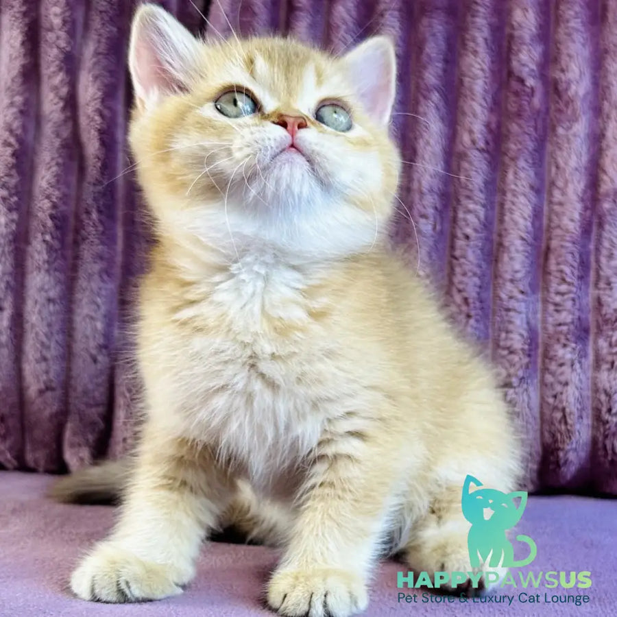 Golden Rose British Shorthair female cinnamon golden shaded - live animals