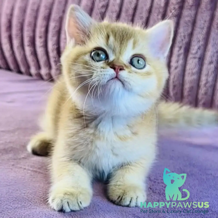 Golden Rose British Shorthair female cinnamon golden shaded - live animals