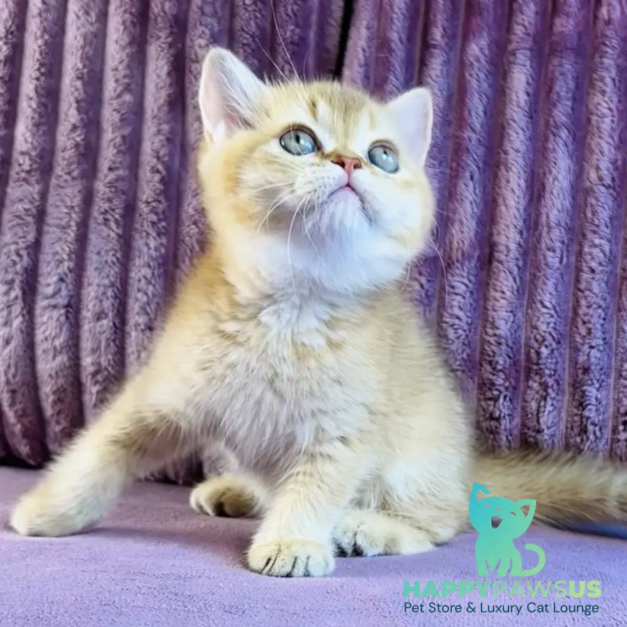 Golden Rose British Shorthair female cinnamon golden shaded - live animals