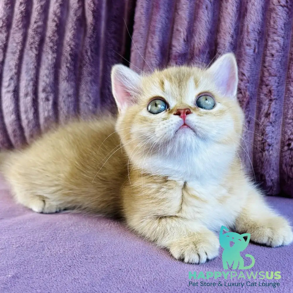 Golden Rose British Shorthair female cinnamon golden shaded - live animals