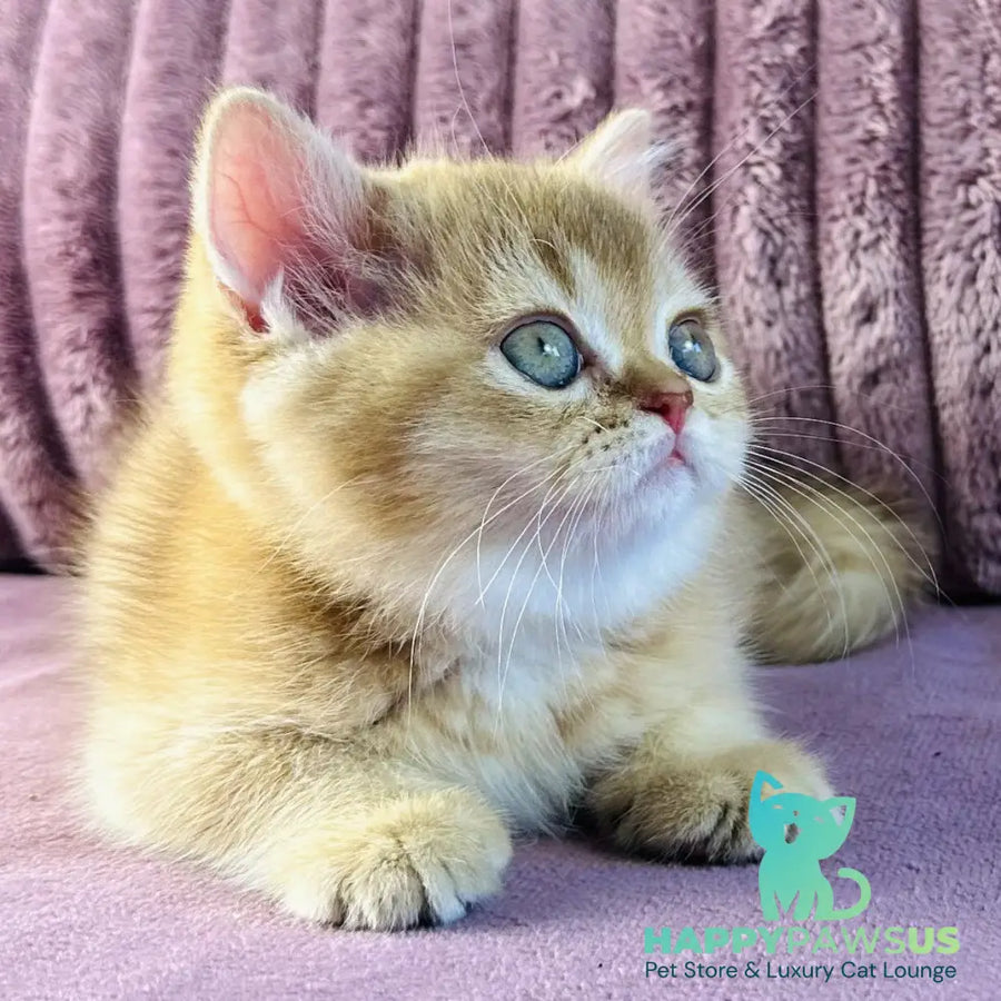 Golden Rose British Shorthair female cinnamon golden shaded - live animals