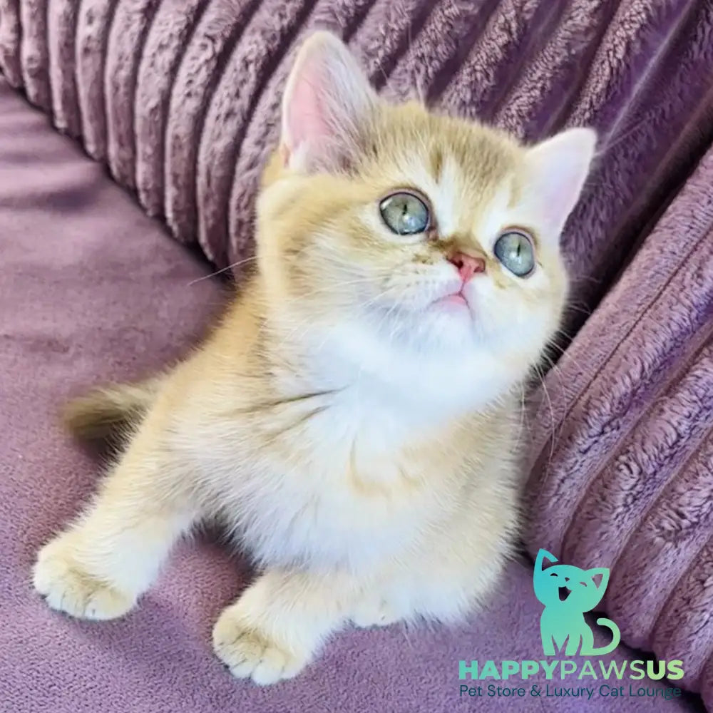 Golden Rose British Shorthair female cinnamon golden shaded - live animals
