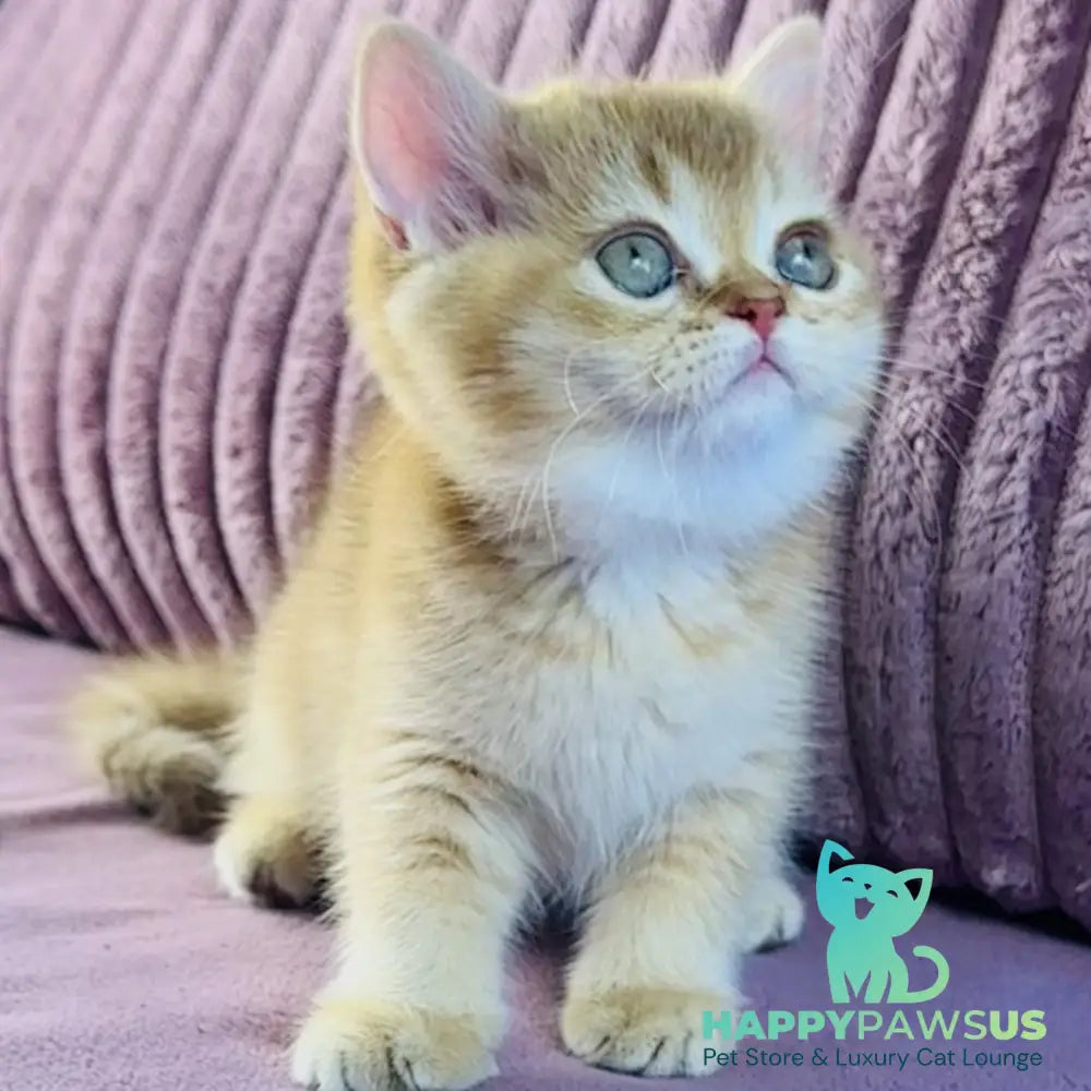 Golden Rose British Shorthair female cinnamon golden shaded - live animals